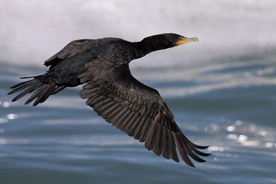 Cormorants Glistening Glide Photograph by RD Allen