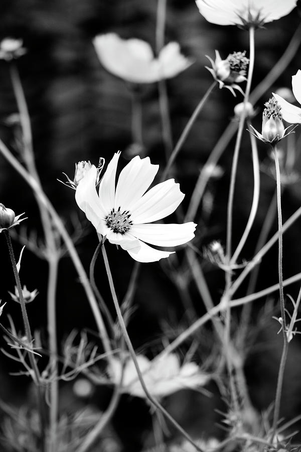 Cosmos Photograph by Mia Badenhorst