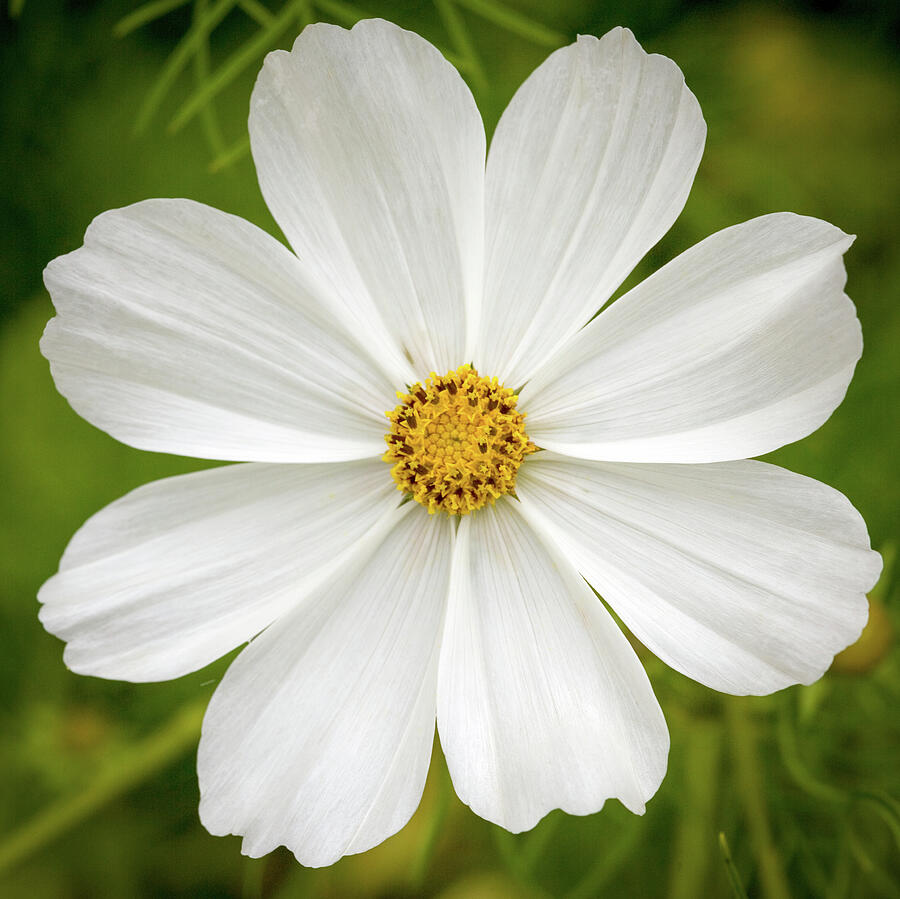 Single White Cosmos Flower Photograph - Cosmos by Seeables Visual Arts
