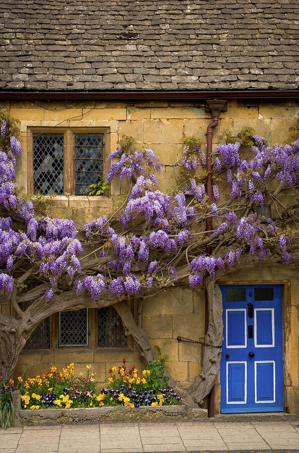 Charming Cottage with Wisteria Photograph - Cotswolds, Broadway, Cotswold Cottages, wistera by Seeables Visual Arts