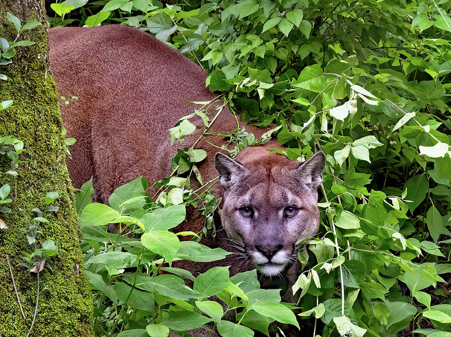 Cougar Photograph by Gina Fitzhugh