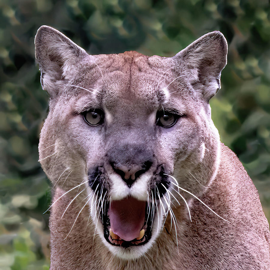 Cougar Portrait Photograph by Gina Fitzhugh