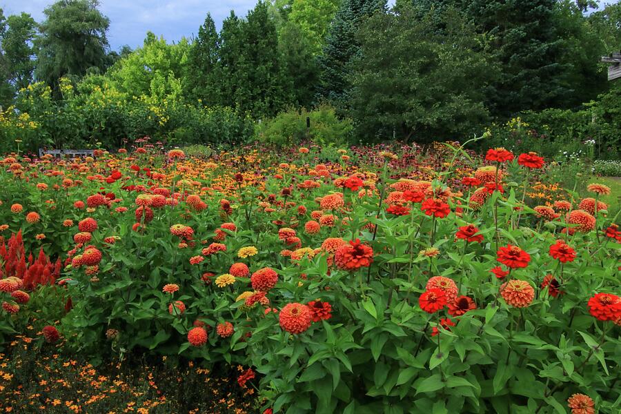 Crimson Garden Delight Photograph by Deb Beausoleil
