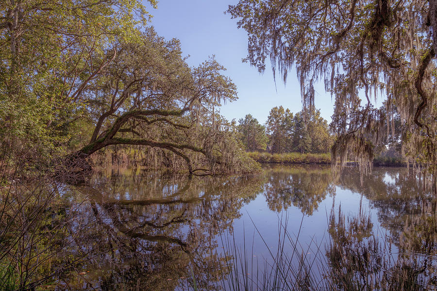 Crowfield Plantation 8 Photograph by Cindy Robinson