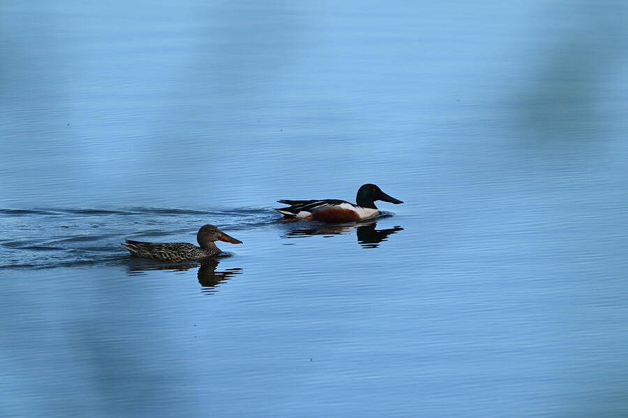 Cruising Photograph by Harry Banks