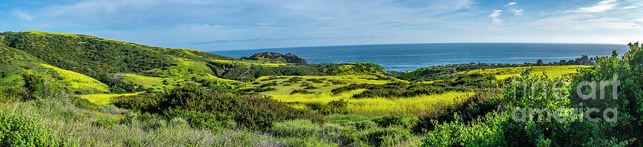 Crystal Cove Superbloom Photograph by William Gunn