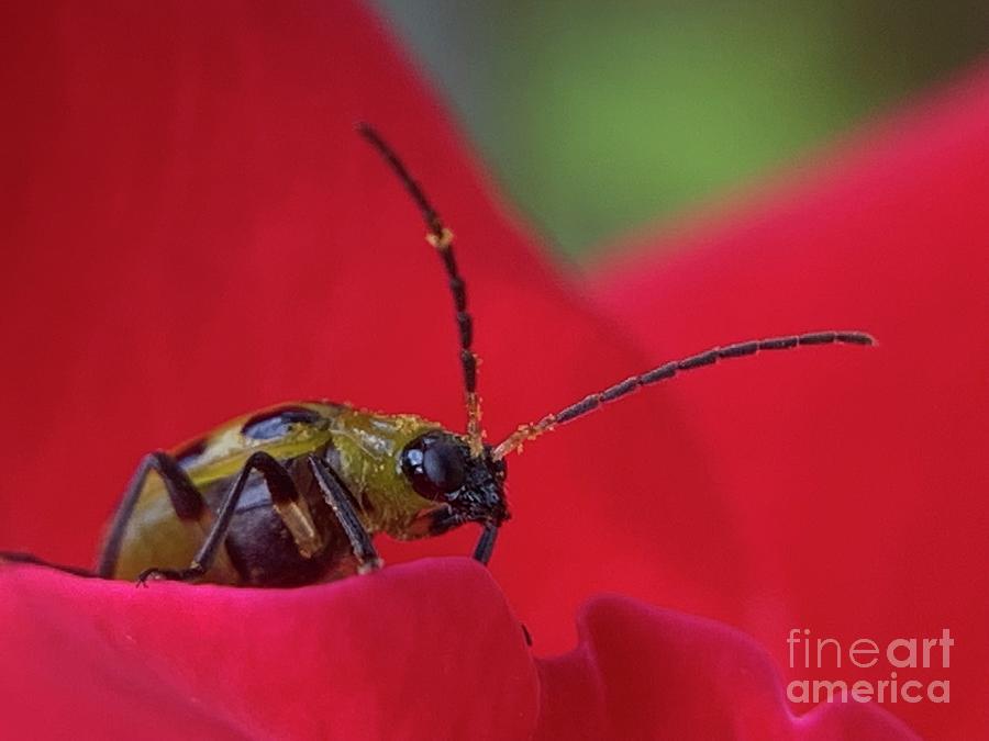 Cucumber Beetle 3 Photograph by Catherine Wilson
