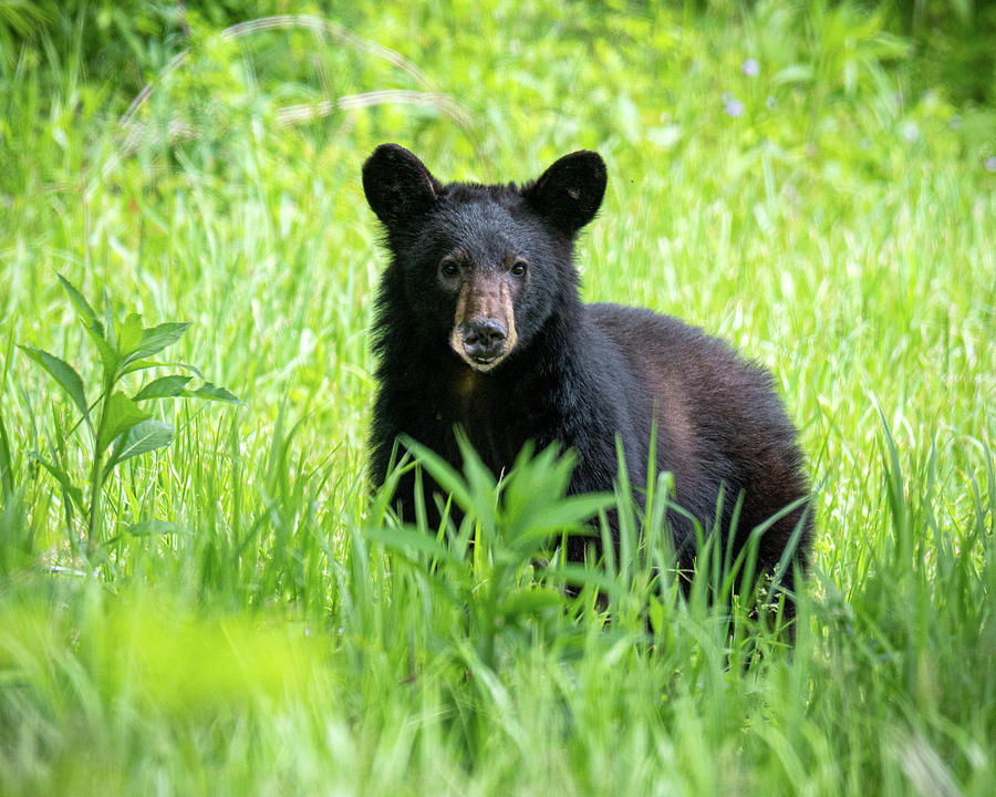 Curious Bear Photograph by Douglas Wielfaert