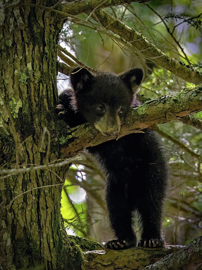 Curious Cub Photograph by Gina Fitzhugh