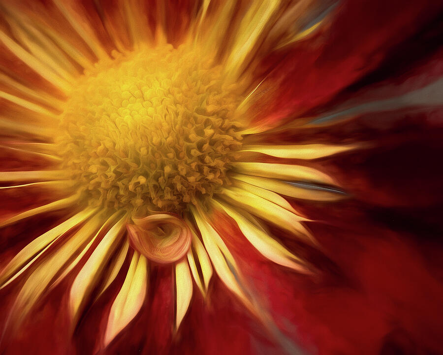 Curly Q Photograph by Dodie Ross