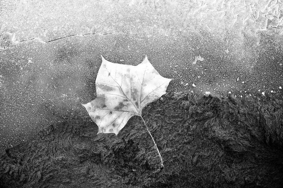 Current Photograph by Mia Badenhorst