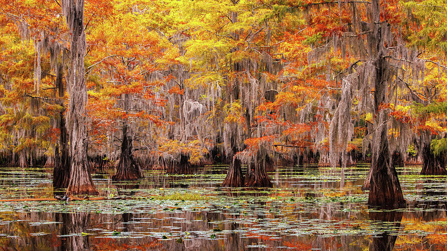 Cypress Swamp Autumn Photograph by Richard DeYoung