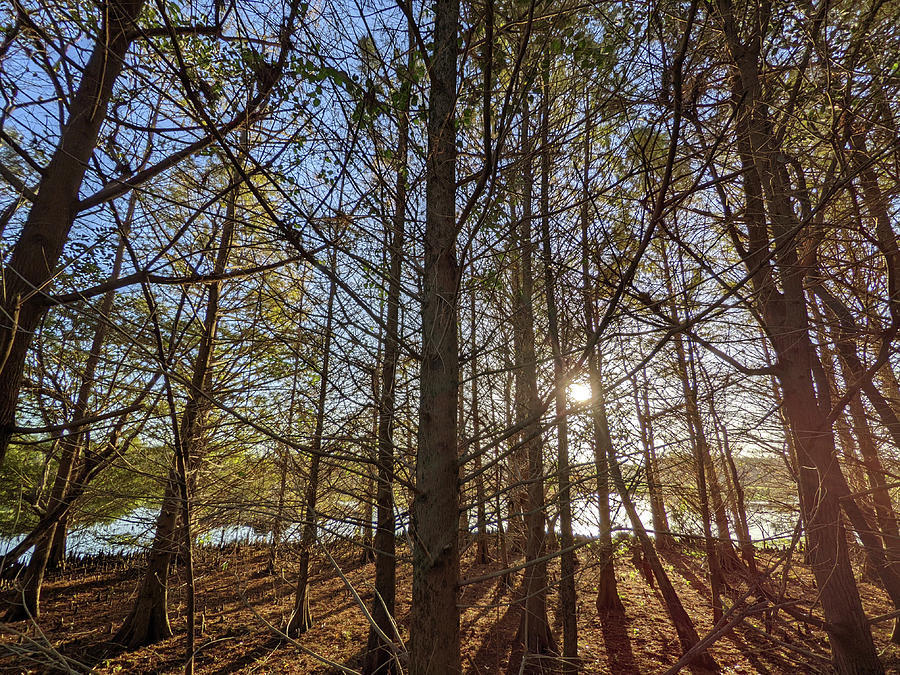Cypress Trees In The Wetlands Photograph by David McKinney