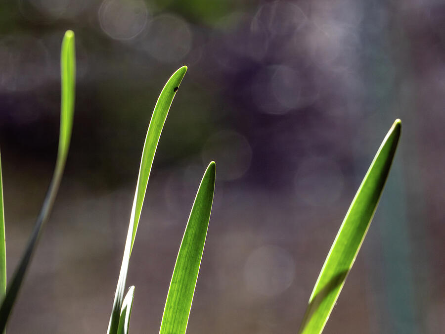 Daffodil Leaves with Ladybug Photograph by Joe Schofield