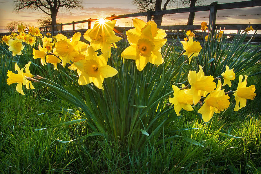 Daffodil Sunset Photograph by Photograph taken by Alan Hopps