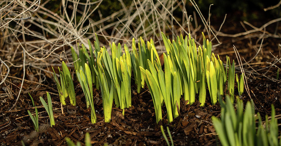 Daffodils in Spring Photograph by Craig A Walker