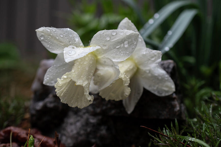 Daffodils Weighted by Rain Photograph by Vi Ray