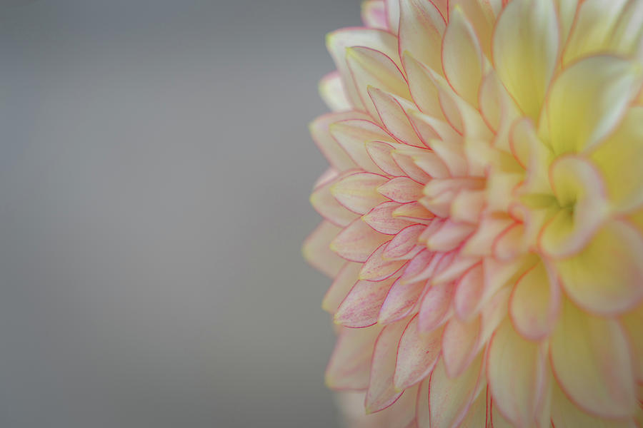 Dahlia Photograph by Chris Allmendinger