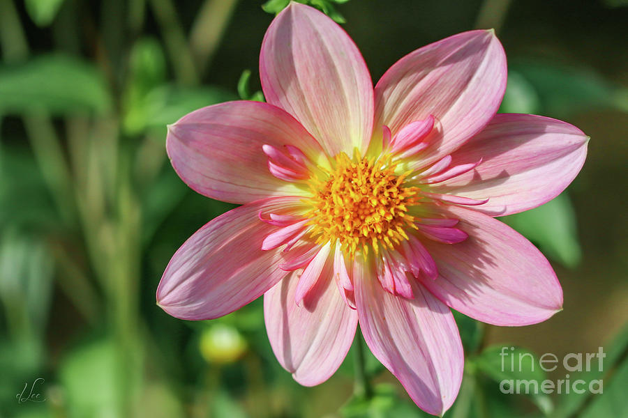 Dahlia Flower Photograph by D Lee