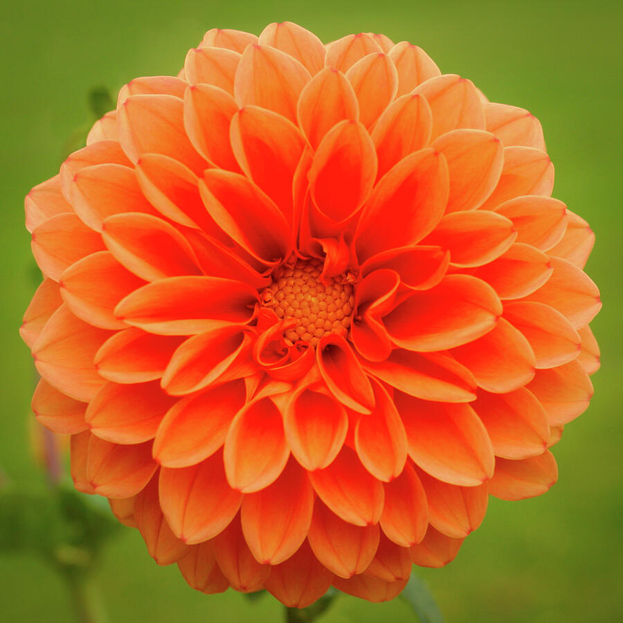 Vibrant Orange Dahlia Blossom Photograph - Dahlia flower by Seeables Visual Arts