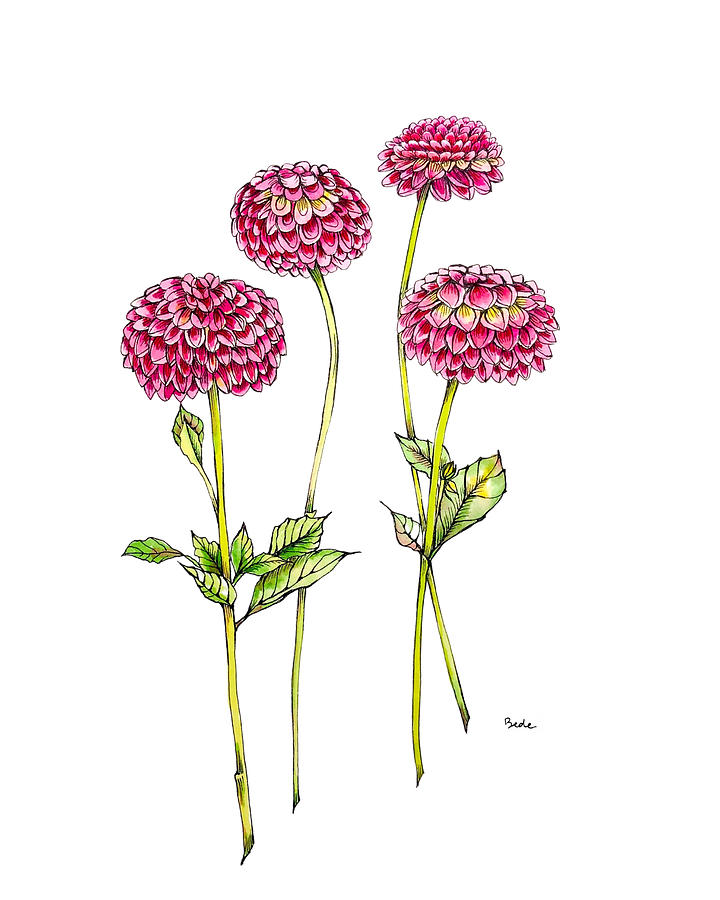 Dahlias for Frances III Painting by Catherine Bede