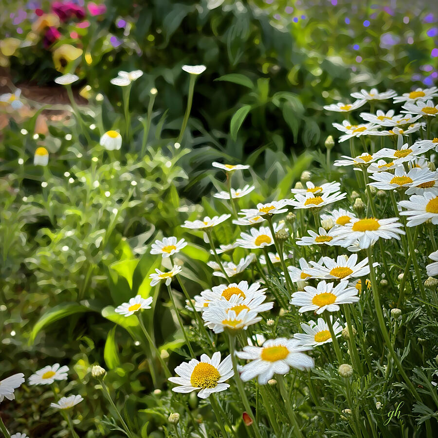 Daisies in a Lush Garden Digital Art - Daisies in Green Pasture by Gina Harrison