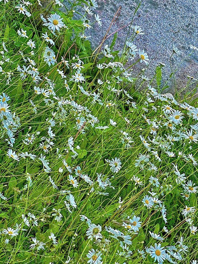 Daisy, Daisy Photograph by Harry Banks