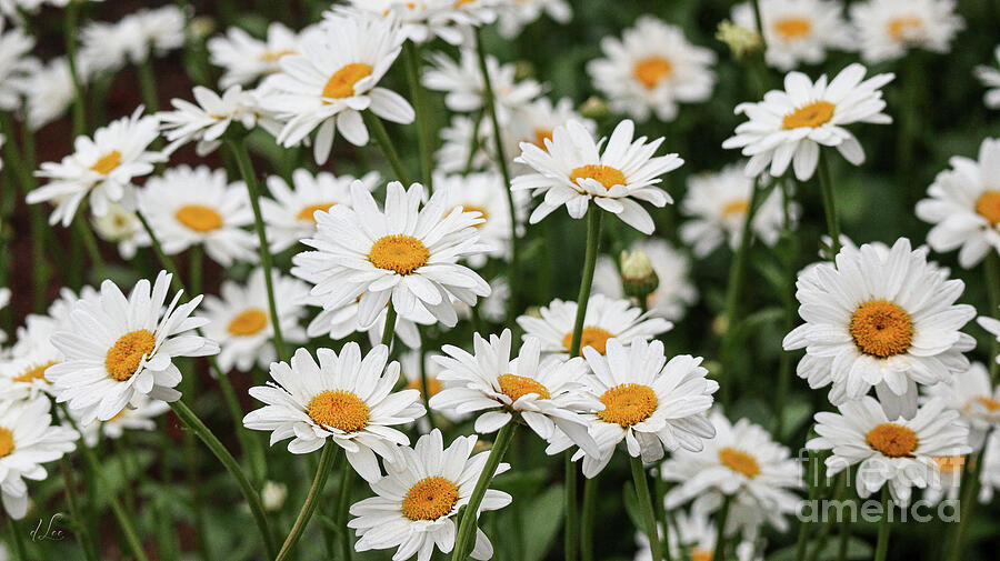 Daisy Field Photograph by D Lee