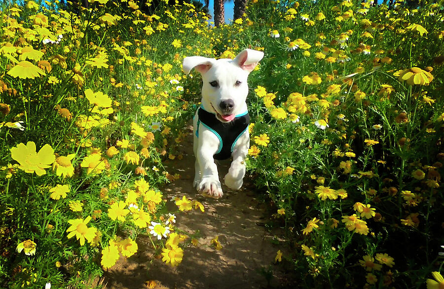 Daisy Joy Photograph by Waterdancer