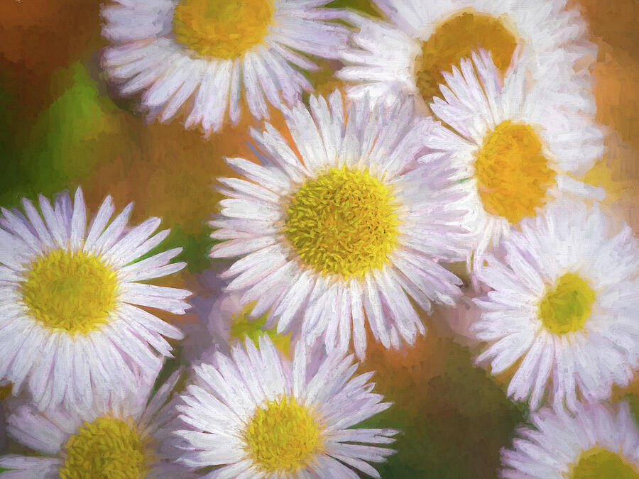 Daisy Love Photograph by Dodie Ross