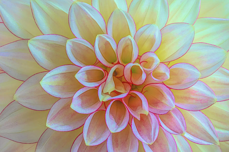 Dalia closeup Photograph by Chris Allmendinger