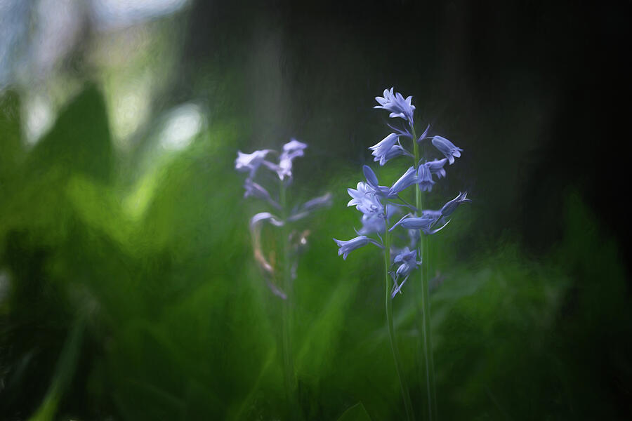 Dancing In Stillness Photograph by Dodie Ross