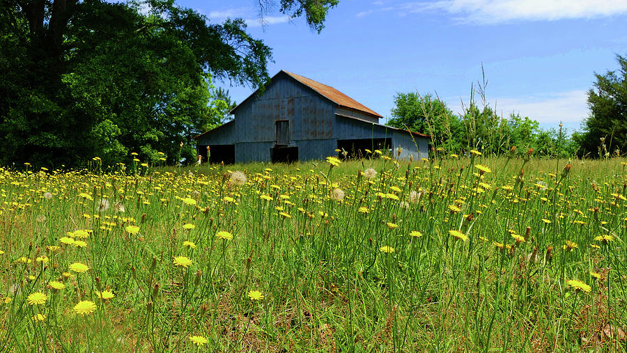 Dandelion Farm Photograph by Brian Hare