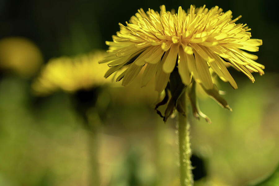 Dandelion, Not a Weed Photograph by Vi Ray