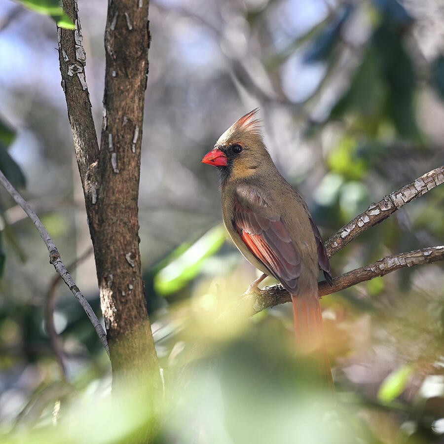 Dappled Cardinal Photograph by Steven Nelson