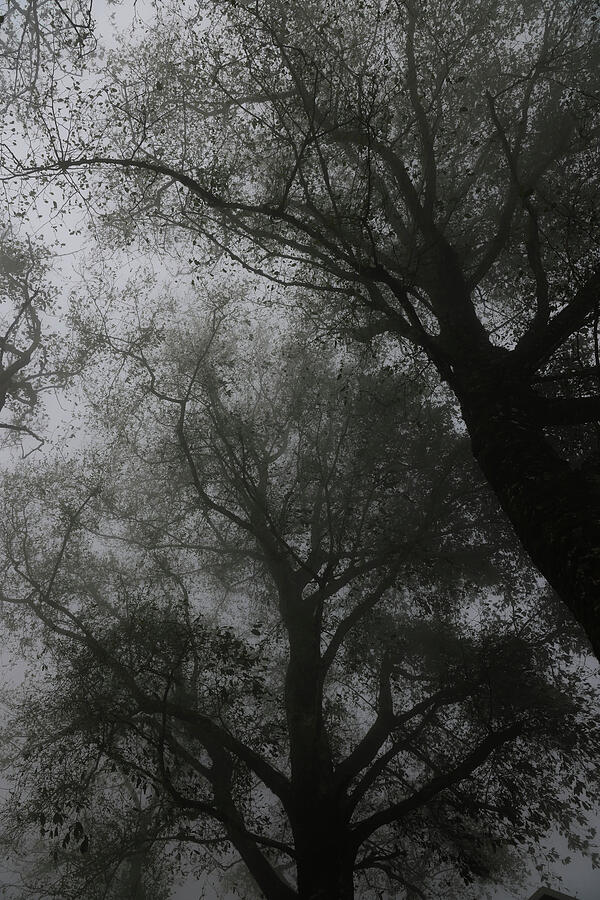 Dark Forest Serene Feel Photograph by Printed View