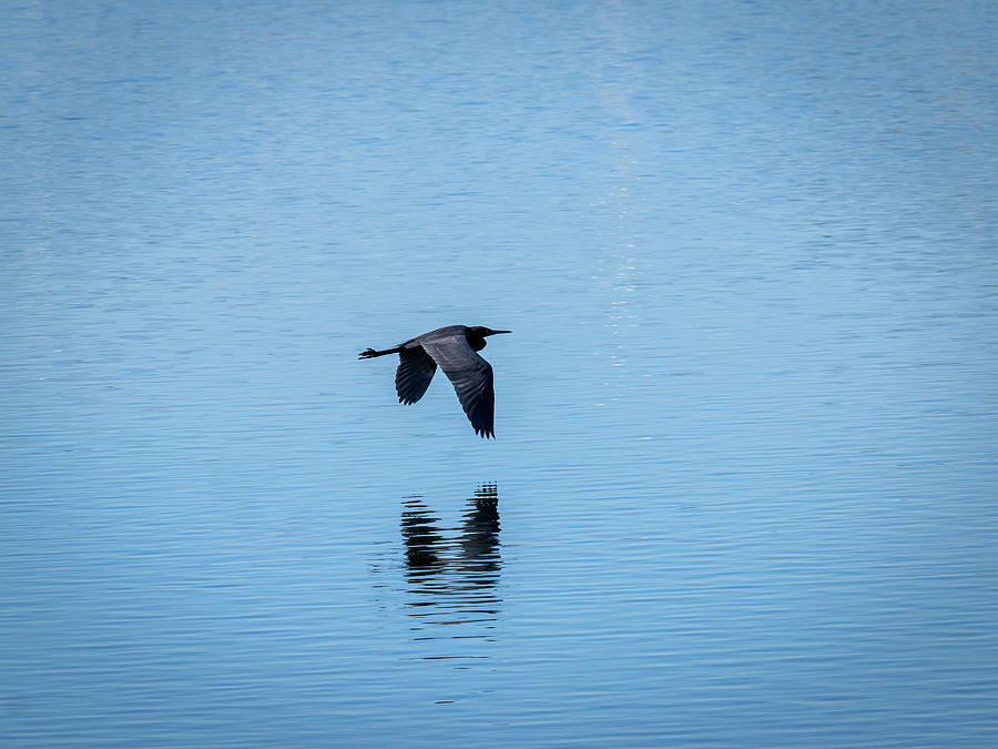 Darth Vader Returns Photograph by Joe Schofield