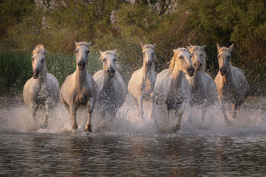 Dashing White Beauties Photograph by Charnwood Photography Fine Art