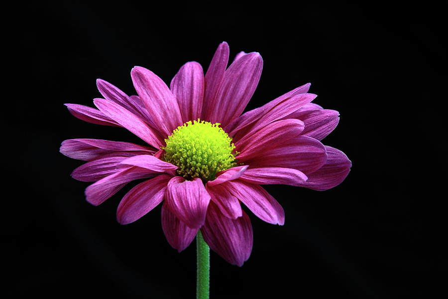 Day Glo Photograph by Todd Wilkinson