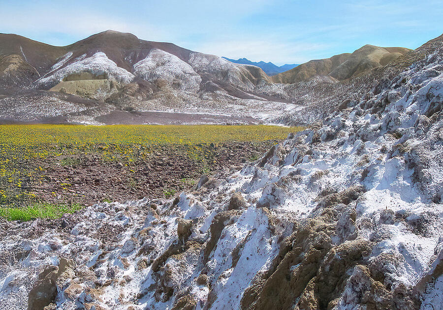 Death Valley Bloomage Photograph by Joe Schofield
