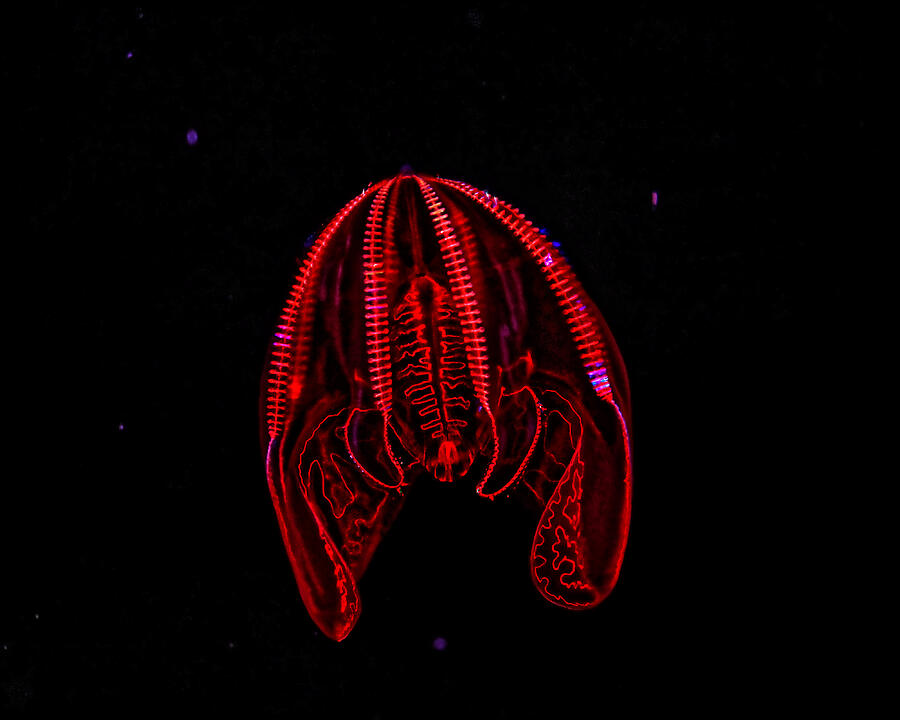 Red Glowing Deep Sea Creature Photograph - Deep Sea Bloody Belly Comb Jelly by KJ Swan