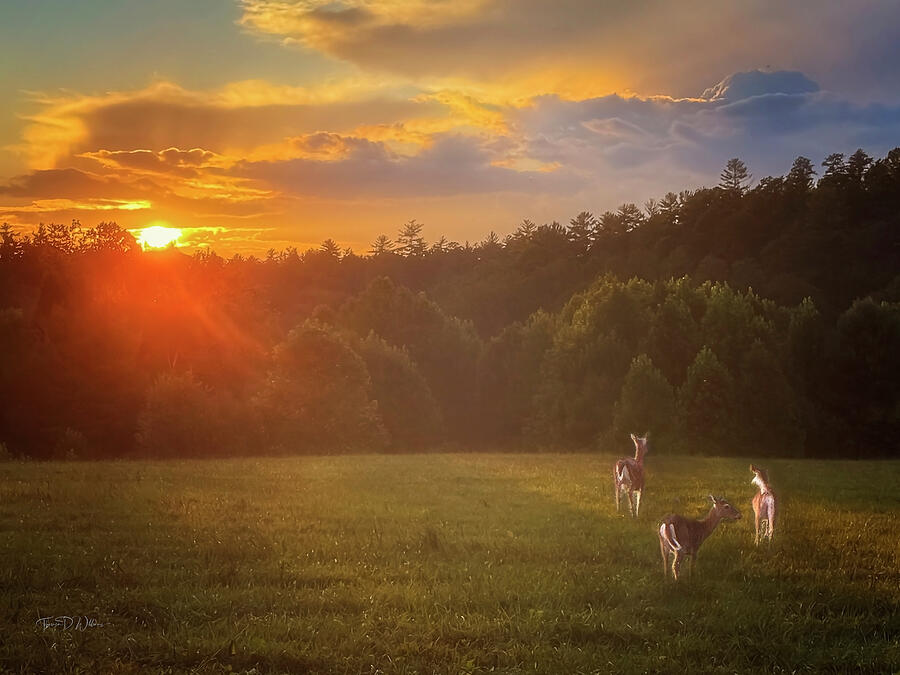 Deer Grazing at Sunset Photograph - Deer Grazing at Sunset in the Smoky Mountains by Theresa D Williams Smoky Mountains