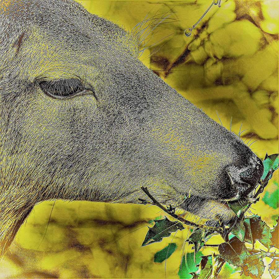 Deer2 Photograph by John Linnemeyer