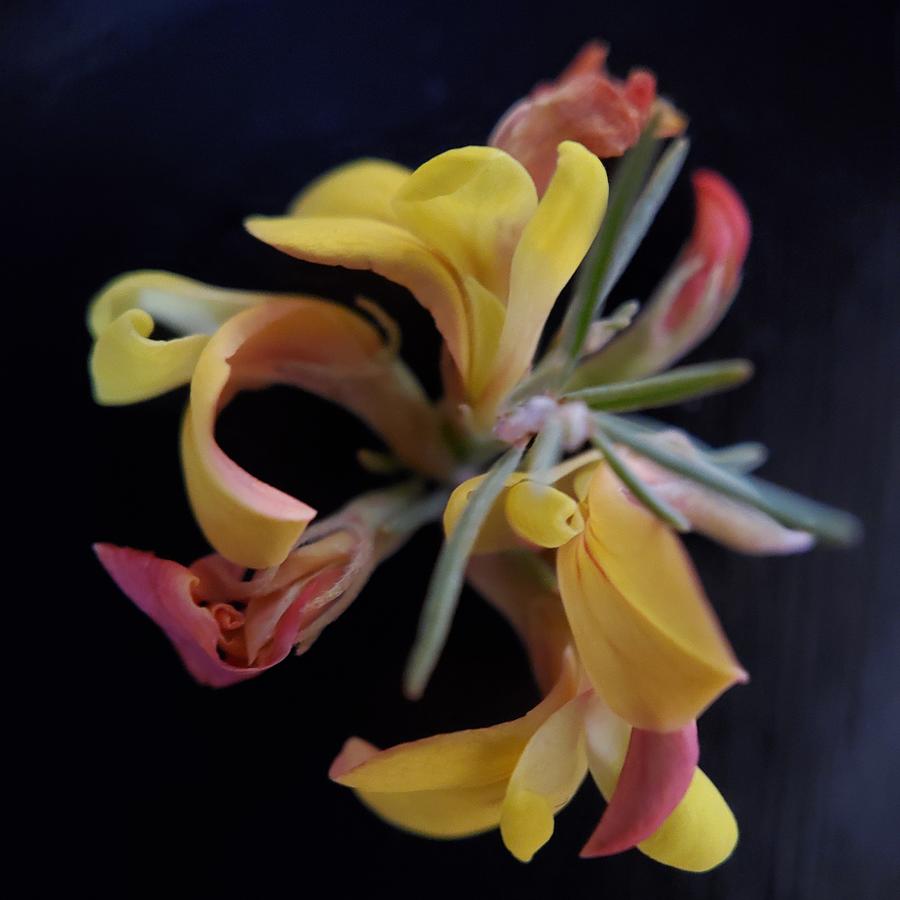 Deerweed Photograph by Joy Garso