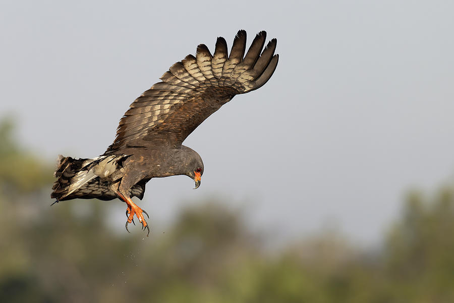 Defeat Photograph by RD Allen