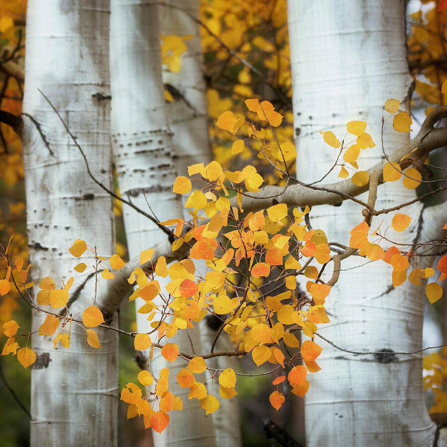 Golden Leaves and Aspen Trunks Photograph - Delicate Autumn Aspen Leaves Colorado by Dan Sproul
