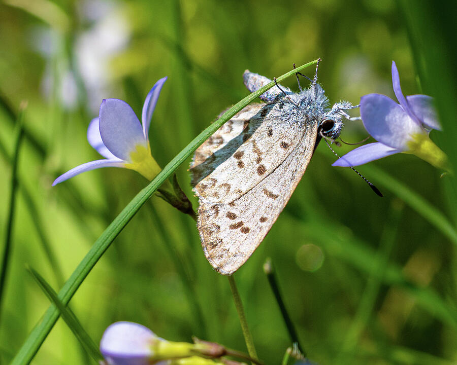 Butterfly Resting on Purple Flowers Photograph - Delicate Balance by NorthEast Creativity
