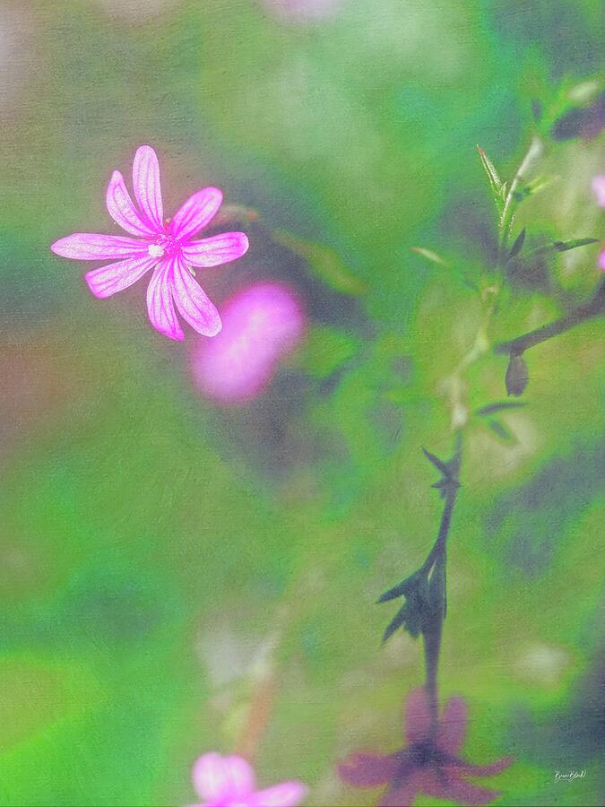 Delicate Pink Flower in Bloom Digital Art - Delicate Pink Flower in Bloom by Bruce Block