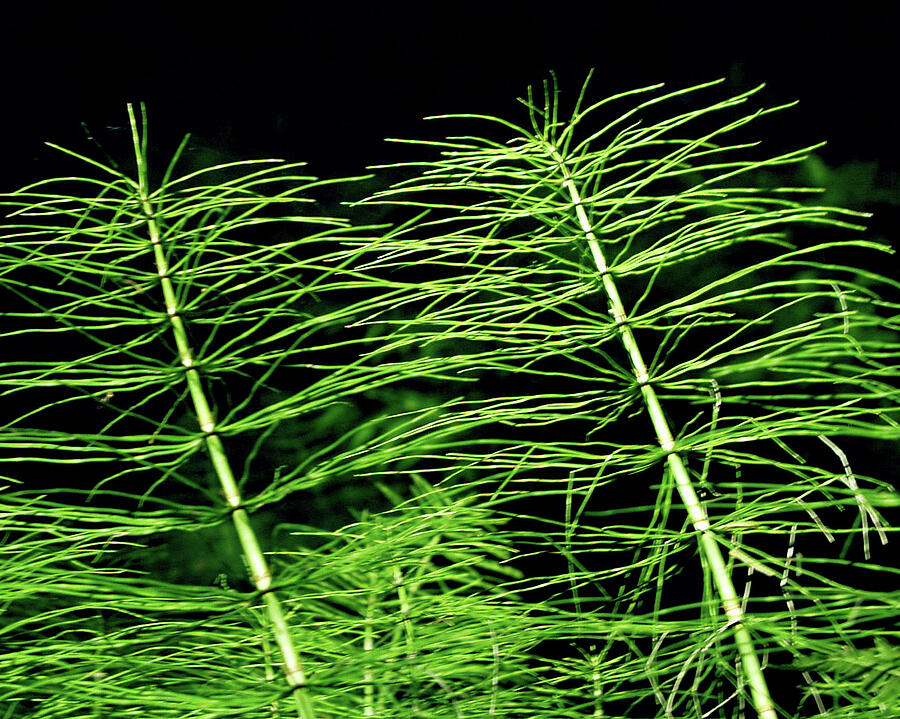 Delicate Stems Photograph by Tommy Farnsworth
