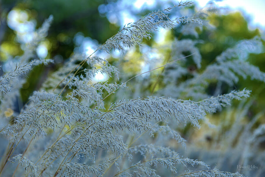 Delicate Wild Grass in Sunlight Photograph - Delicate Wild Grass in Sunlight by Howard Holley